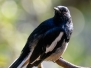 Oriental Magpie Robin2