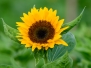 Sun Flowers