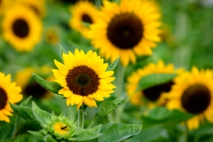 SunFlowers-10