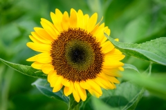 SunFlowers-2