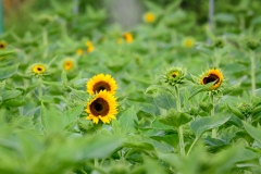 SunFlowers-3