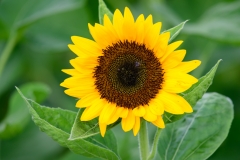 SunFlowers-4