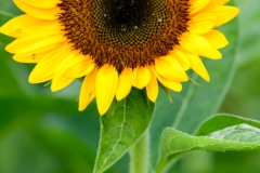 SunFlowers-5