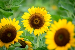 SunFlowers-8