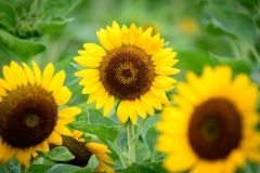 SunFlowers-8