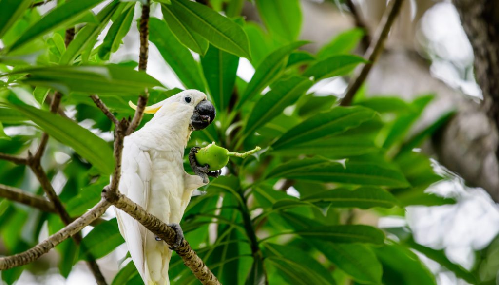 HKParkBirds1-14