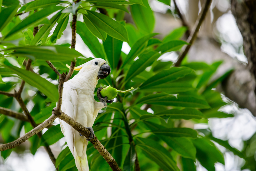 HKParkBirds1-14