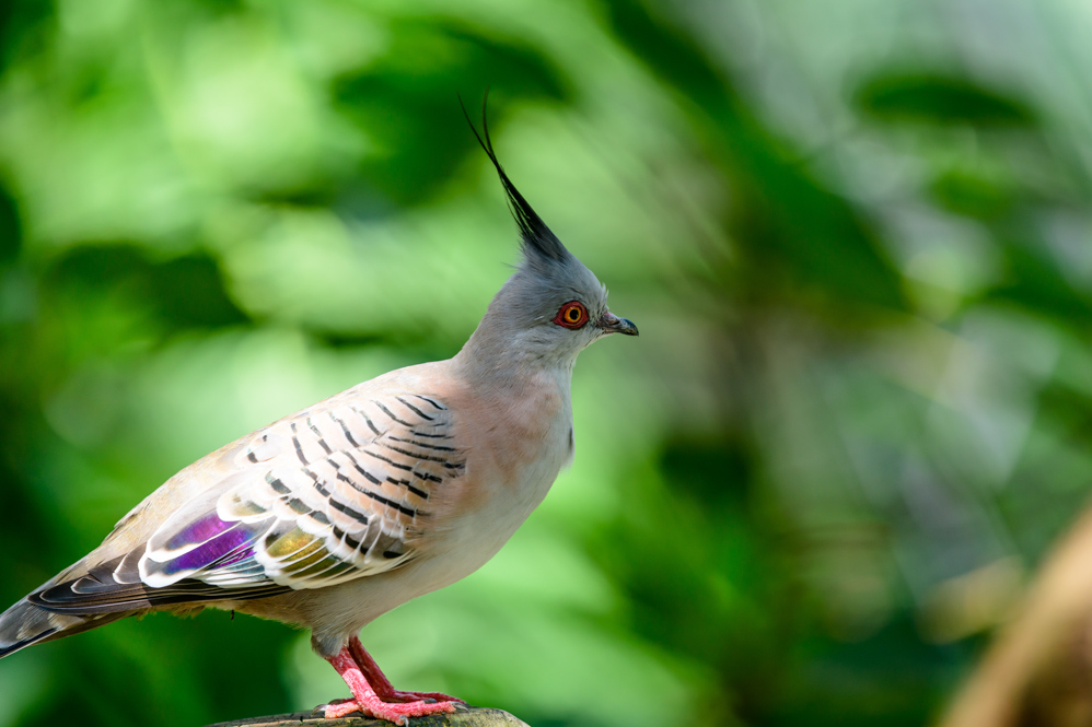 HKParkBirds1-48