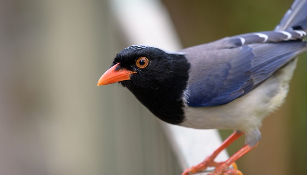 tre lommeregner Mark Red-billed Blue Magpie – Paul's Garden