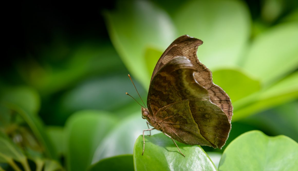 BotanicGardenBirds4_1000-6066