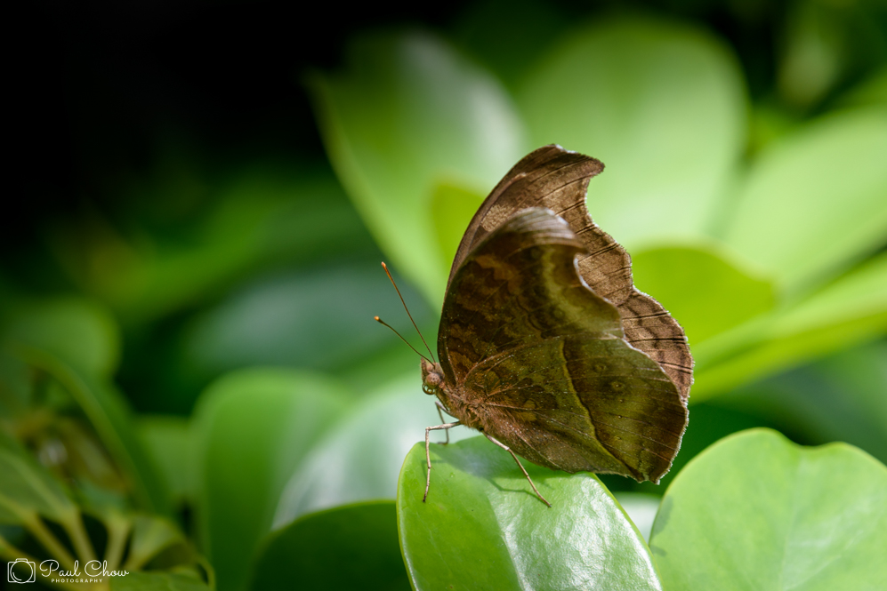 BotanicGardenBirds4_1000-6066