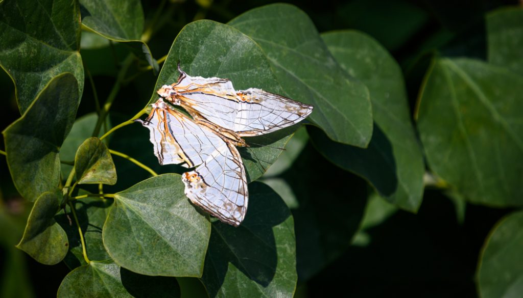 BowenRoadButterflies1-6544