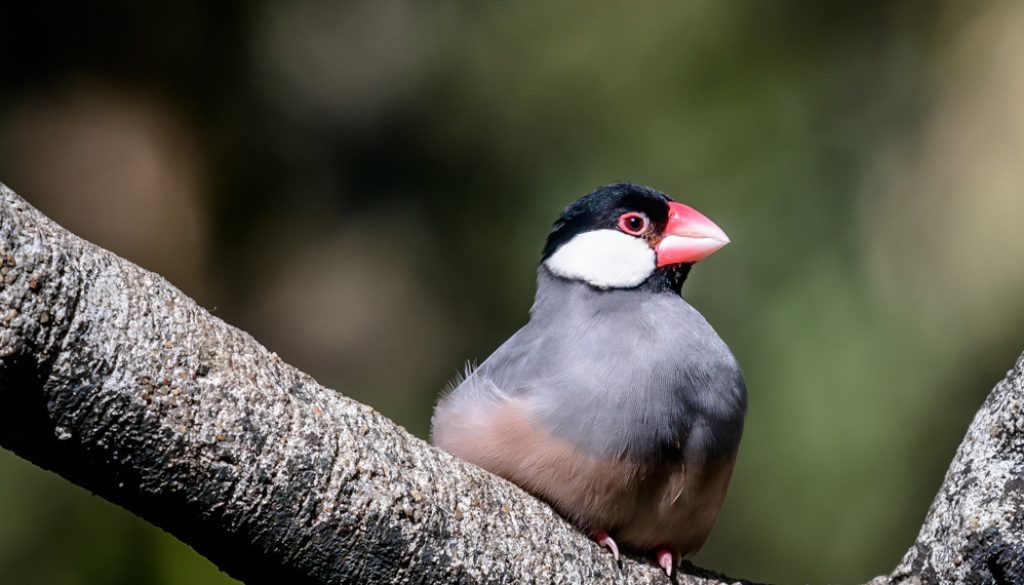 HKParkBirds1_1000-5953