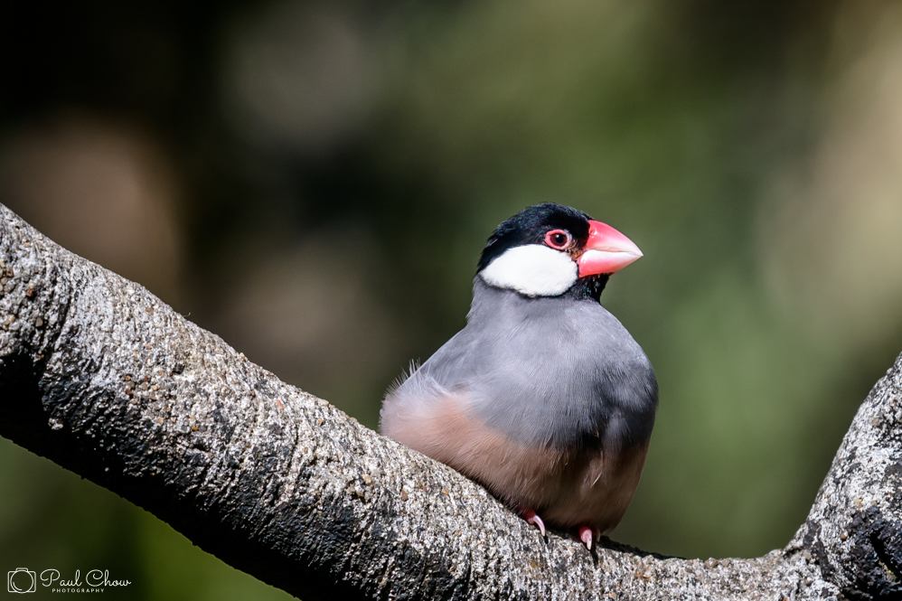 HKParkBirds1_1000-5953