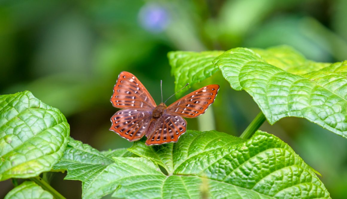 HKParkButterflies1-6124