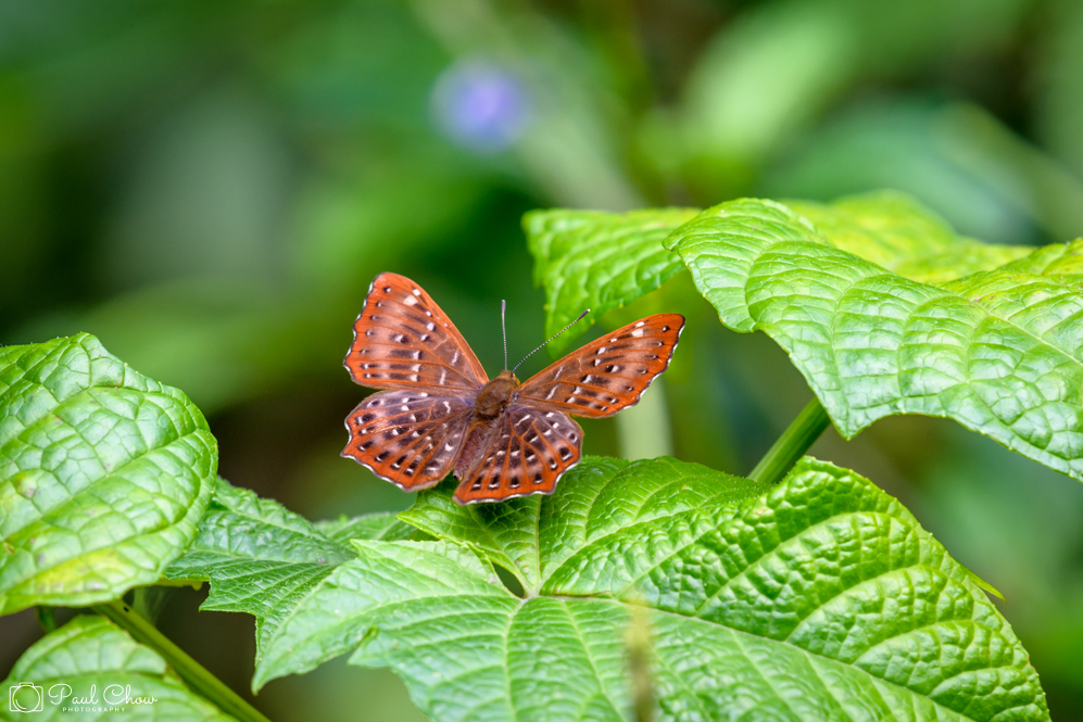 HKParkButterflies1-6124