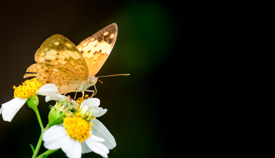 HKParkButterflies3-6336