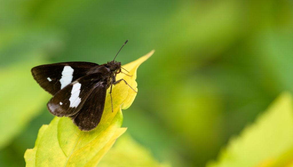 HKParkButterflies4-6461