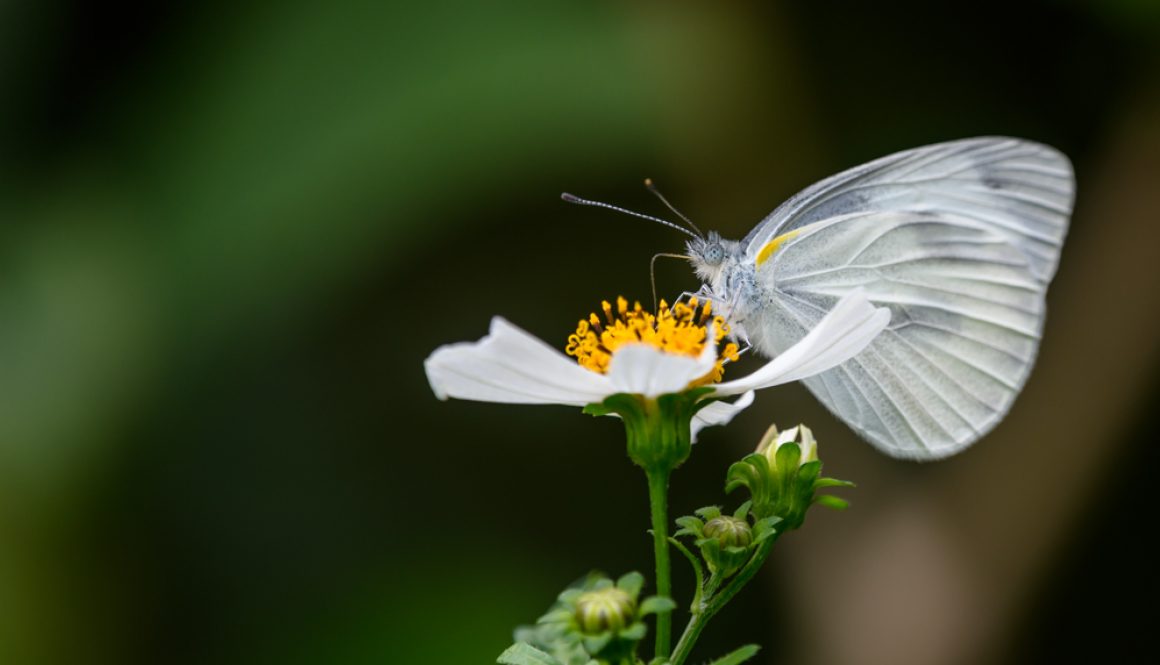 HKParkButterflies5-7689