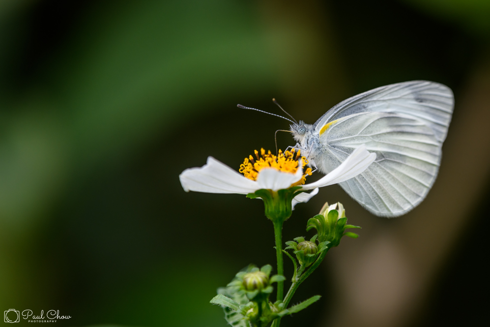 HKParkButterflies5-7689