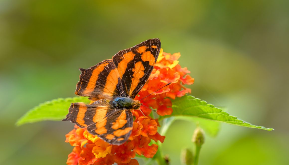 HKParkButterflies6-7788