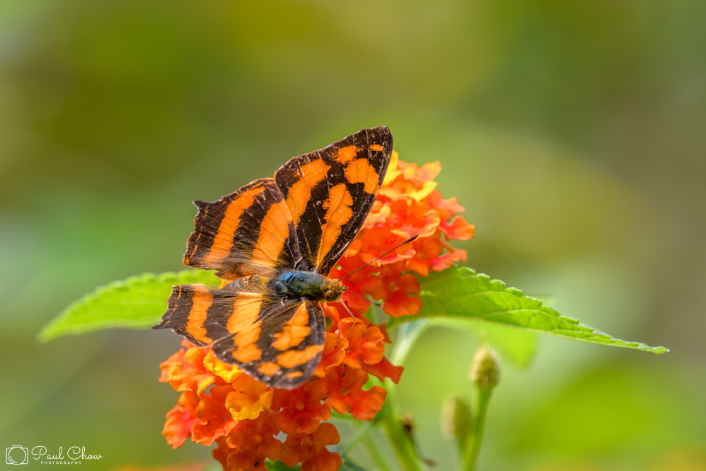 HKParkButterflies6-7788