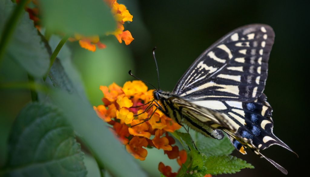 HKParkButterflies7-8169