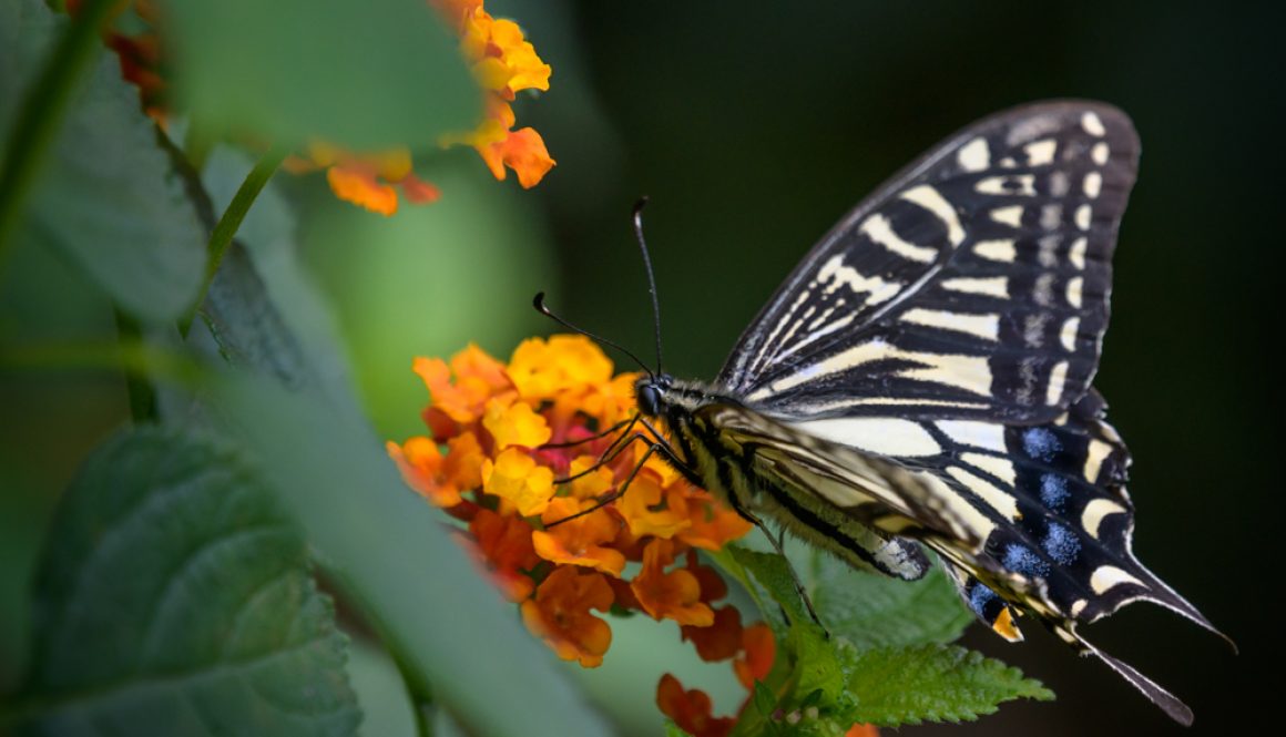 HKParkButterflies7-8169