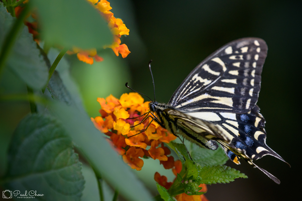 HKParkButterflies7-8169