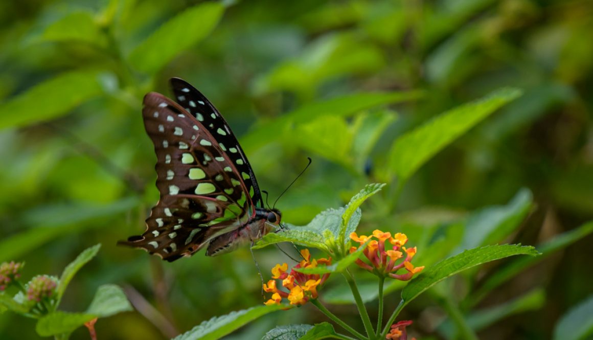 HKParkButterflies7-8212