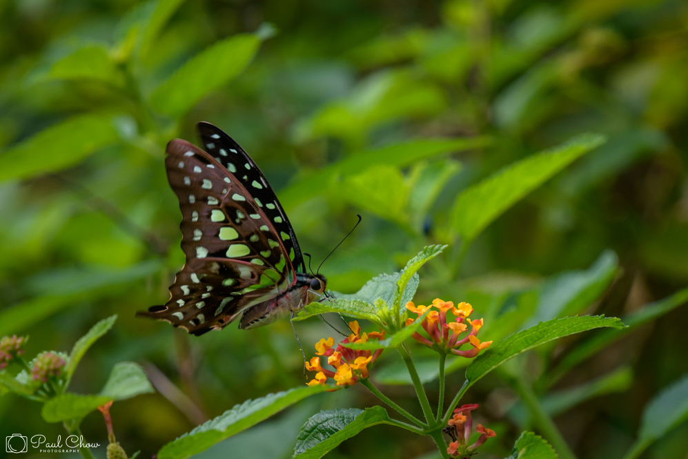 HKParkButterflies7-8212