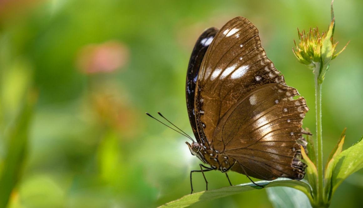 HKParkButterflies8-2-3