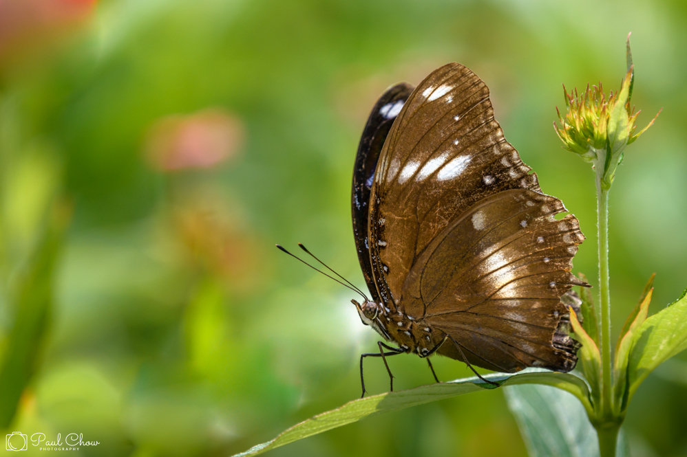 HKParkButterflies8-2-3