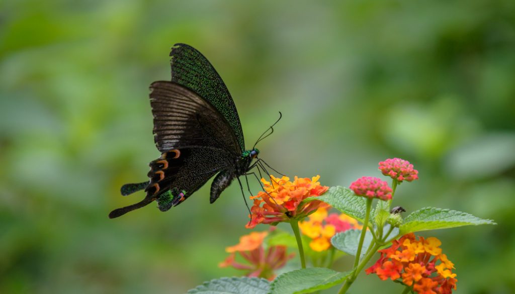 HKParkButterflies9-8334