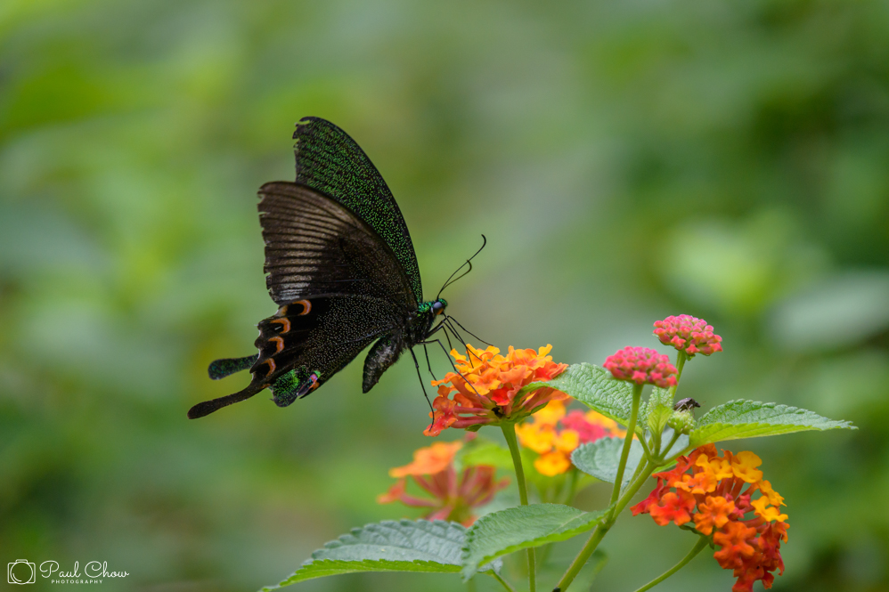 HKParkButterflies9-8334