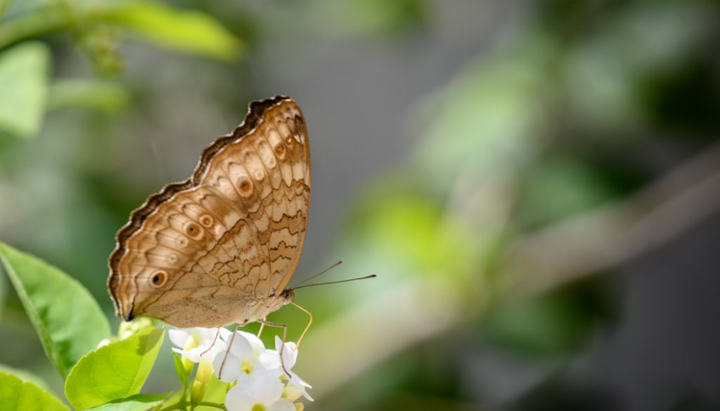 HKParkButterflies15Revised-9532