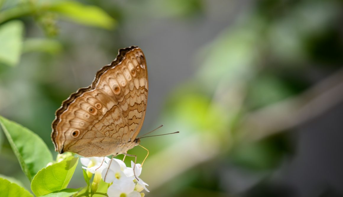 HKParkButterflies15Revised-9532