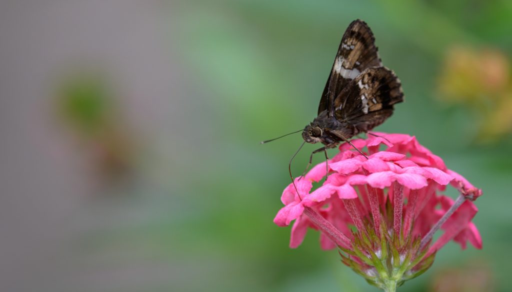 HKParkButterflies17Revised-9593