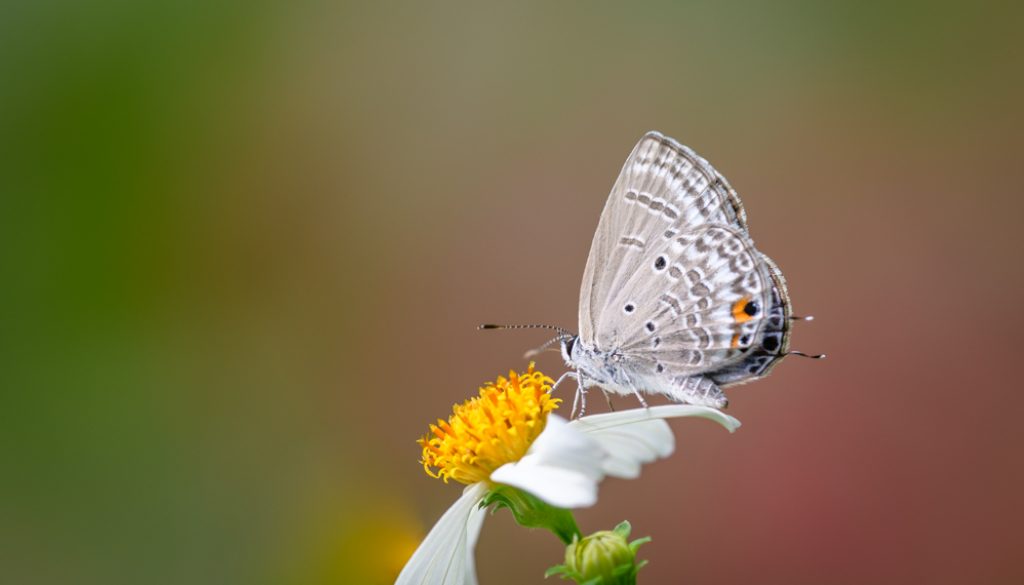 HKParkButterflies17Revised-9615