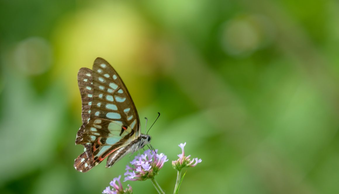 HKParkButterflies18Revised-9929