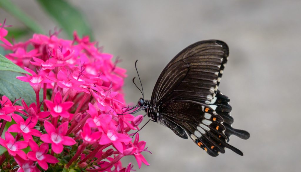 HKParkButterflies9-8373