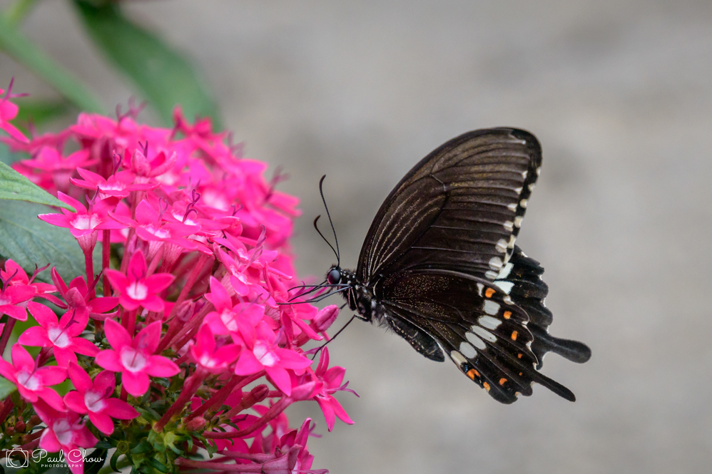 HKParkButterflies9-8373