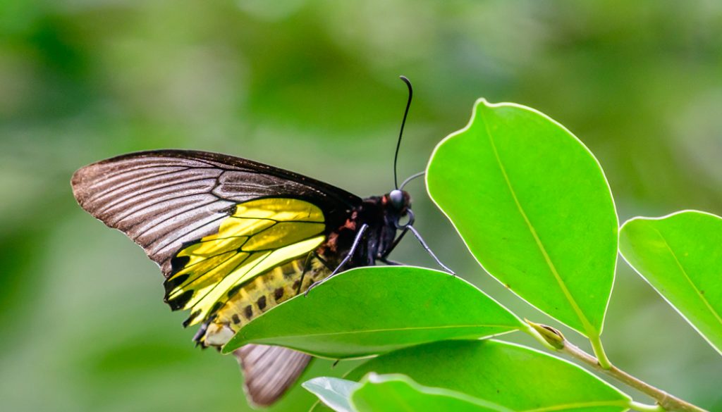 HongKongParkButterflies12R-2-5