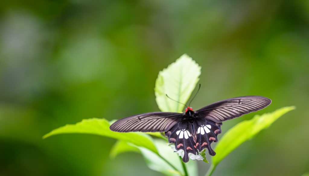 HongKongParkButterflies12R-8920