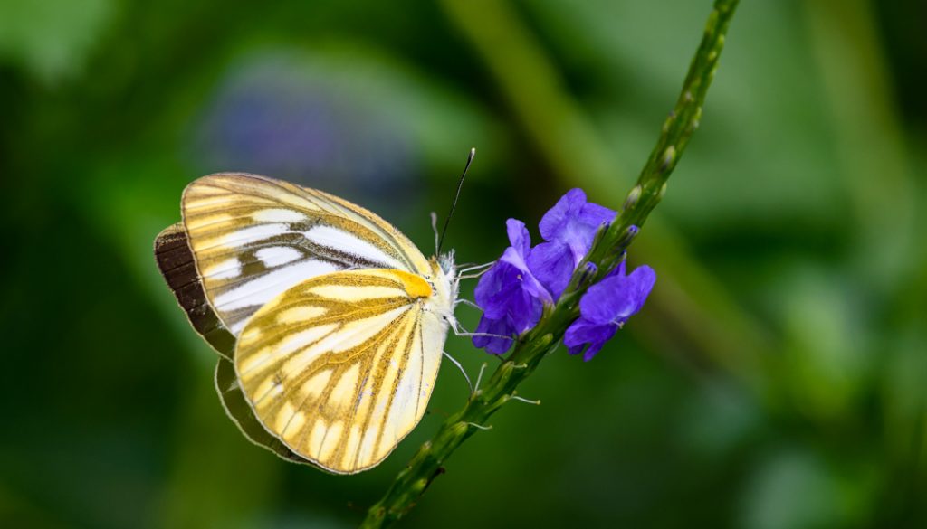 HongKongParkButterflies12R-8928