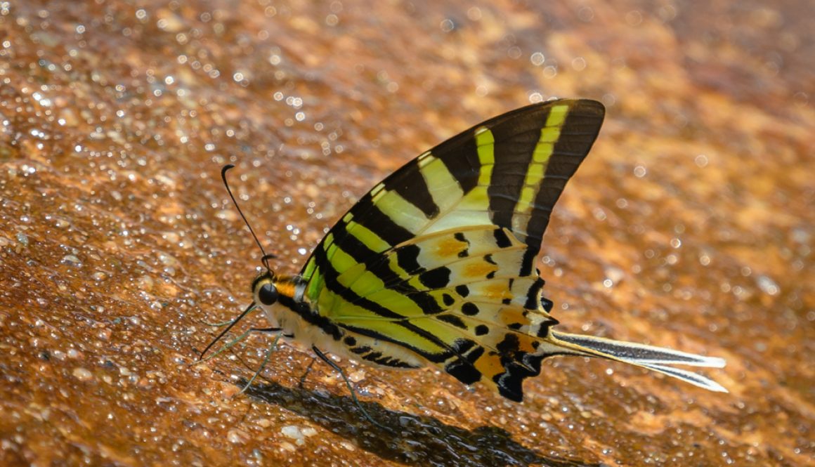 HongKongParkButterflies14R-9105