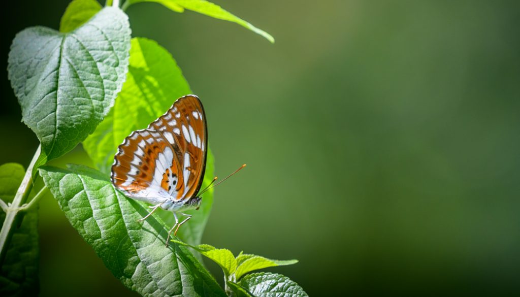 HKParkButterflies20Revised-0510