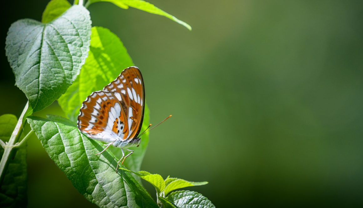 HKParkButterflies20Revised-0510