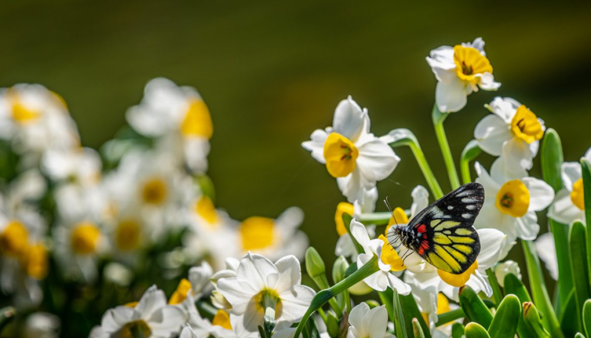 HKPark21Butterflies2R_1000-4