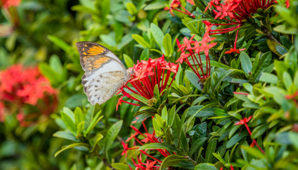 HKPark21Butterflies10R_1000-9152